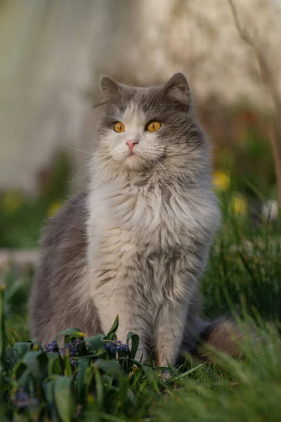 自然の中で喜び 可愛い猫が牧草地に腰を下ろしている 屋外自然リラックスコンセプト — ストック写真