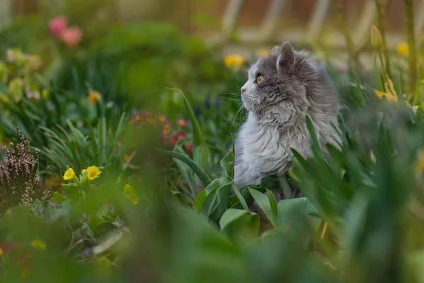 Cat in the meadow with blooming  around. Cat with flowers outdoor. Cat posing near blooming flowers in a garden
