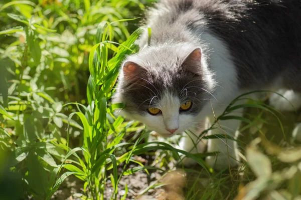 Doğada Atmosferik Genç Kedi Yürüyor Güzel Bir Bahçenin Tadını Çıkarıyor — Stok fotoğraf