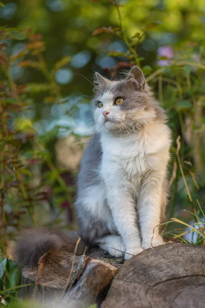Πολύ Χαρούμενη Γάτα Που Απολαμβάνει Φύση Νεαρή Γάτα Χαλαρώνει Ηλιοβασίλεμα — Φωτογραφία Αρχείου