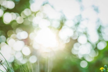 Parlak yaz, güneş ışığıyla bokeh etkisi bahçesini dağıttı. Güneş ışığı altında yeşil bokeh.