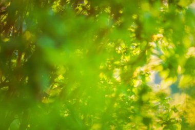 Güneş ışığı arkaplanının soyut yeşil bokeh arka planı. Bulanık odaklı soyut yeşil arkaplan. Soyut yeşil bulanık biyolojik arkaplan ve harfler için boşluk.