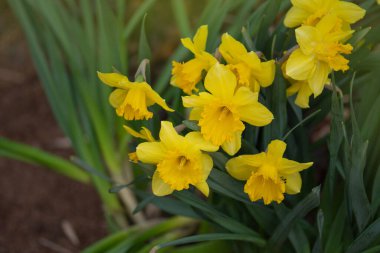 Bahar çiçeği narsisleri. Yeşil arka planda taze nergisler 