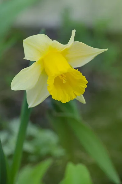 Narcisi Gialli Freschi Primavera Narciso Fiorisce Primavera Narciso Narciso Giardino — Foto Stock