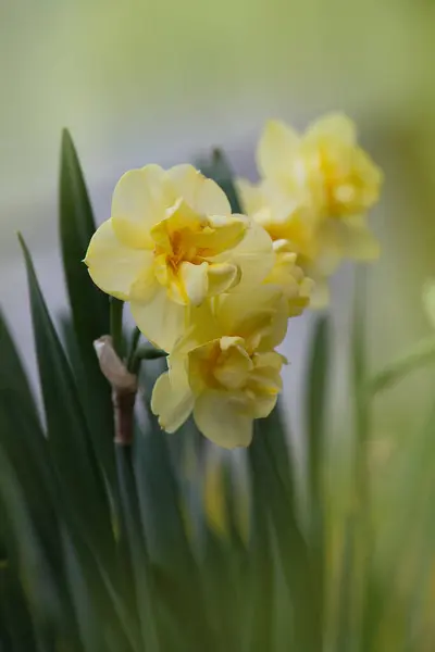 Selektivní Zaměření Narcisu Žluté Narcisy Zeleném Pozadí Čerstvě Žluté Narcisy — Stock fotografie