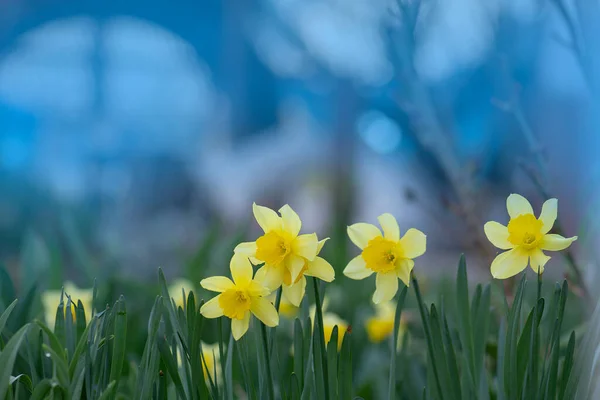 Čerstvé Žluté Narcisy Rostou Žluté Narcisy Květiny Zahradě Krásné Letní — Stock fotografie