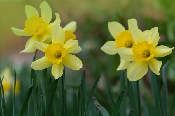 Jarní Květinové Narcisy Čerstvé Narcisy Zeleném Pozadí — Stock fotografie