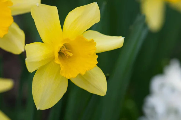 Selektivt Fokus Narcissus Gul Narcissus Grön Bakgrund — Stockfoto