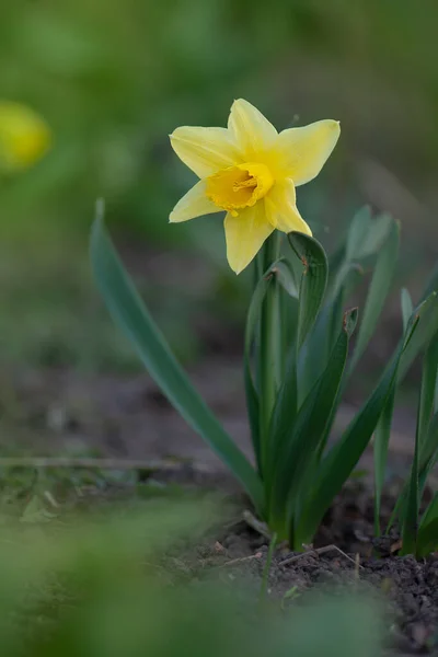 Jarní Květinové Narcisy Čerstvé Narcisy Zeleném Pozadí — Stock fotografie