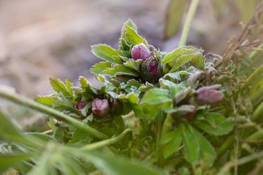 Helleborus çift Ellen Bloom. Hellebore bahçede yetişiyor. Hellebore mor çiçeği Çift Ellen Red