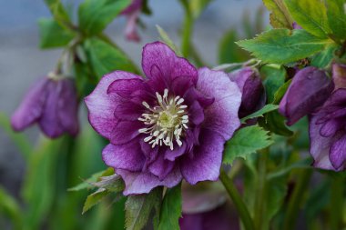 Hellebore her daim yeşil çiçekli bitki. Helleborus Çifte Melezler Kırmızı Söz.