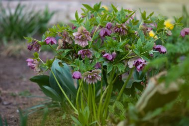 Hellebore bahçede yetişiyor. Helleborus Çifte Melezler Kırmızı Söz.