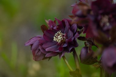 Helleborus çift Ellen Bloom. Hellebore bahçede yetişiyor. Yunan desenli mor çiçek Çift Ellen Purple