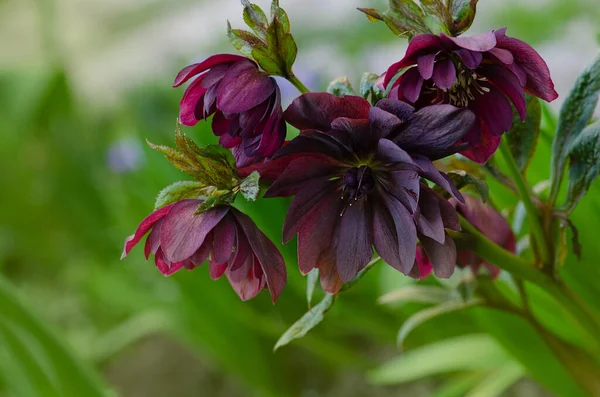 Helleborus Flor Doble Ellen Hellebore Crece Jardín Hellebore Púrpura Flor — Foto de Stock