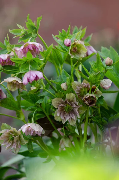 Helleborus Партии Платье Цветет Hellebore Растет Саду — стоковое фото