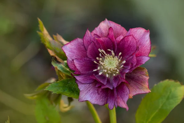 Hellebore Çifte Ellen Picotee. Yunan desenli mor çiçek Çift Ellen Picotee.