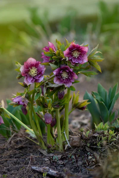 Hellebore bahçede yetişiyor. Hellebore Çifte Ellen Red. Helleborus çift Ellen Bloom.