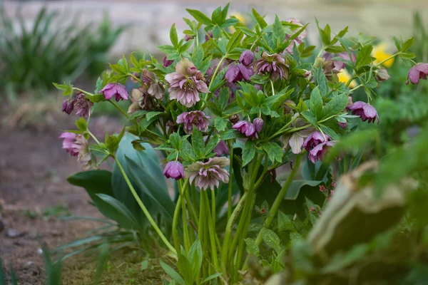 Hellebore bahçede yetişiyor. Helleborus Çifte Melezler Kırmızı Söz.