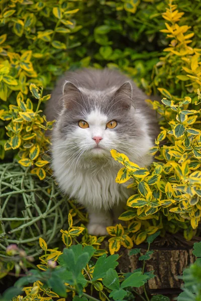 Schattige Kattenwandelingen Het Herfstpark Grappige Kat Herfst Gele Herfstbladeren — Stockfoto