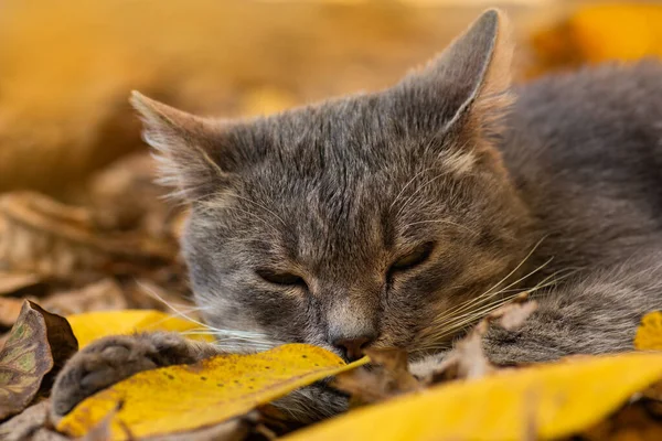 Bedårande Kattpromenader Höstparken Ung Kattunge Sitter Lövverket Höstskogen — Stockfoto