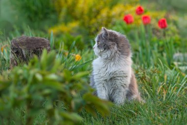 Yaz manzarasında neşeli bir kedi. Kedi renkli çiçeklerin içinde yatıyor ve arka planda yeşil bokeh var..