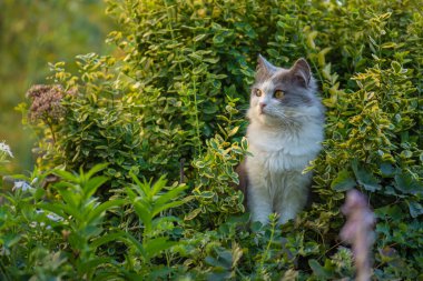 Bahçede çiçeklerle oynayan kedi portresi. Genç kedi yürüyor ve güzel bir bahçenin tadını çıkarıyor. Doğada atmosferik bir an..