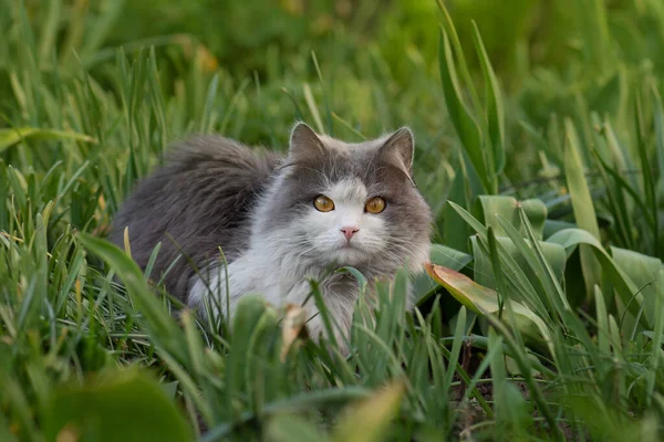 Katt Ängen Med Maskros Blommande Runt Katt Med Blommor Utomhus — Stockfoto