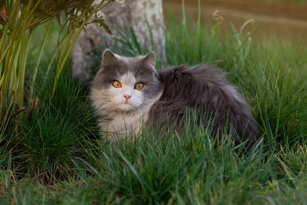 Gato Oliendo Flor Colorido Jardín Con Flores Atractivo Gato Relajante —  Fotos de Stock