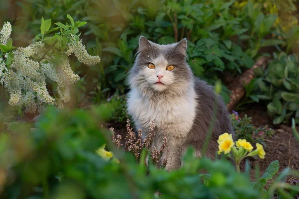 Veselá Kočka Letní Krajině Kočka Leží Barevných Květinách Zelený Zadek — Stock fotografie