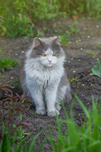 Cat Βρίσκεται Πολύχρωμα Λουλούδια Και Πράσινο Bokeh Στο Παρασκήνιο — Φωτογραφία Αρχείου