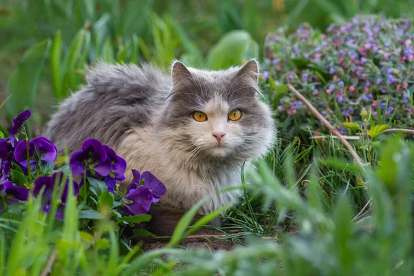 快乐的小猫咪在外面的花朵之间 宠物自由和享受大自然的概念 — 图库照片