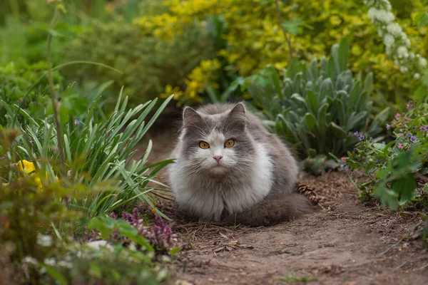 Glad Vacker Katt Står Trädgården Bland Träden Utomhus Porträtt Katt — Stockfoto