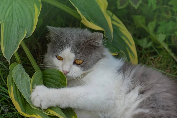 Kočka Leží Barevných Květinách Zelený Zadek Pozadí — Stock fotografie