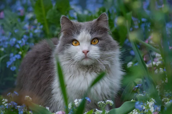 在花园里的花朵盛开时 一只猫躺在旁边 与自然和谐相处 — 图库照片