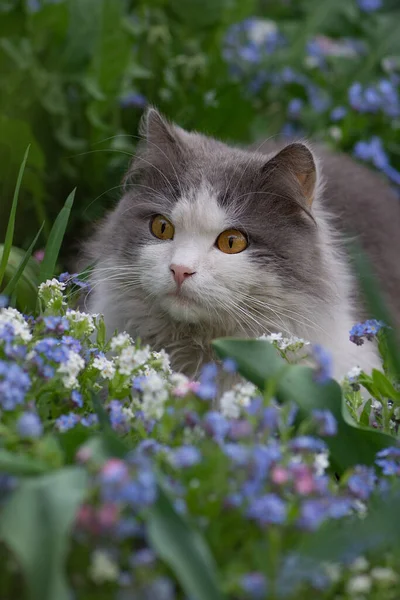 Bahçede çiçeklerle oynayan kedi portresi. Genç kedi yürüyor ve güzel bir bahçenin tadını çıkarıyor. Doğada atmosferik bir an..