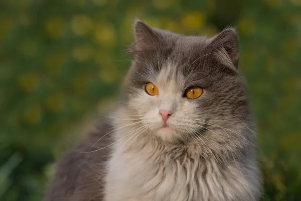 Γάτα Στο Λιβάδι Πικραλίδα Ανθίζει Γάτα Λουλούδια Εξωτερική — Φωτογραφία Αρχείου