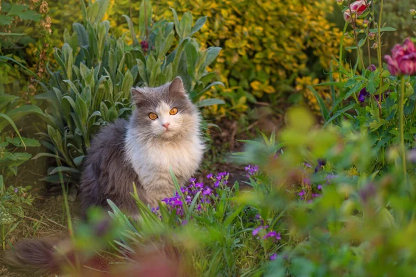 Katze Riecht Die Blume Einem Bunt Blühenden Garten Attraktive Katze — Stockfoto