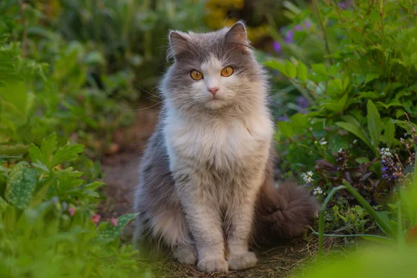 快乐美丽的猫站在花园的树间 在花园里玩花的猫的户外肖像 — 图库照片