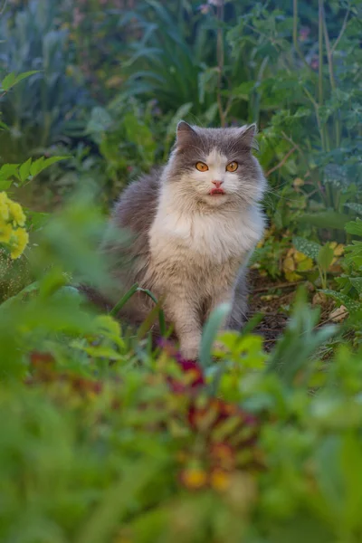 Kočka Pózuje Blízko Kvetoucích Květin Zahradě Žije Harmonii Přírodou — Stock fotografie