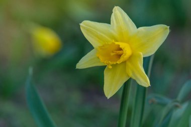 Taze sarı nergisler büyüyor. Narcissus sarı çiçekleri baharda çiçek açtı.. 