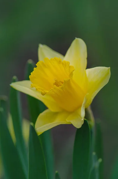 Žluté Narcisy Květiny Zahradě Krásné Letní Narcisy — Stock fotografie