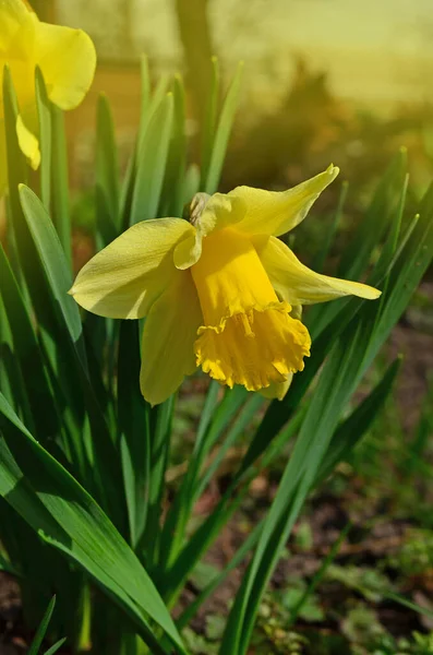 Čerstvé Žluté Narcisy Rostou Narcis Žluté Květy Květinové Záhony Jaře — Stock fotografie