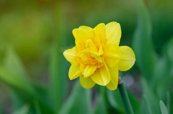 Giallo Narcisi Fiori Giardino Bellissimo Narciso Estivo — Foto Stock