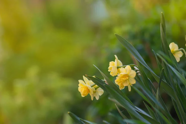 Čerstvé Žluté Narcisy Jaře Narcis Kvetoucí Jaře — Stock fotografie