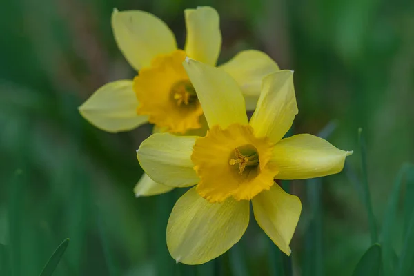 Čerstvé Žluté Narcisy Rostou Narcis Žluté Květy Květinové Záhony Jaře — Stock fotografie