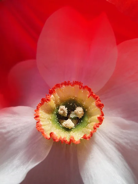 Daffodil Daffadowndilly Garden Bulbous Plants Garden — Stock Photo, Image