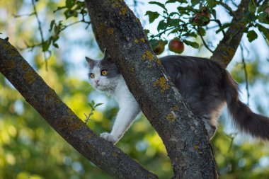 Yumuşak renkli güzel kedi ağaçtan atlamaya hazırlanıyor..
