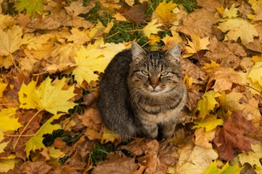 Funny cat in the autumn in red orange yellow autumn leaves
