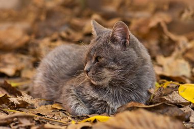 Sonbaharda tatlı bir kedi. Yapraklarla eğlenmek. Sonbaharda yaprakların arasında oturan meraklı kedi.
