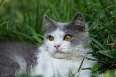 Cat friendly garden including safe non poisonous garden plants